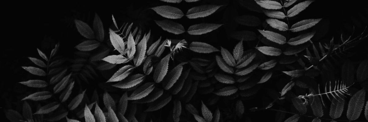 Reeenatchea's profile banner image