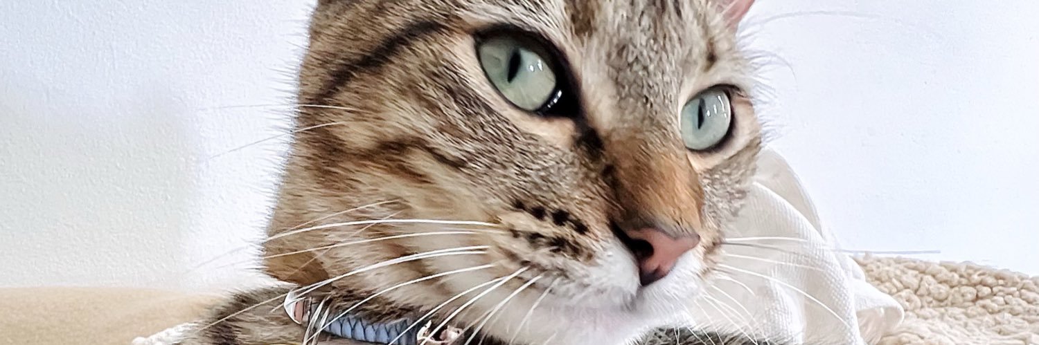 _sofibarca's profile banner image