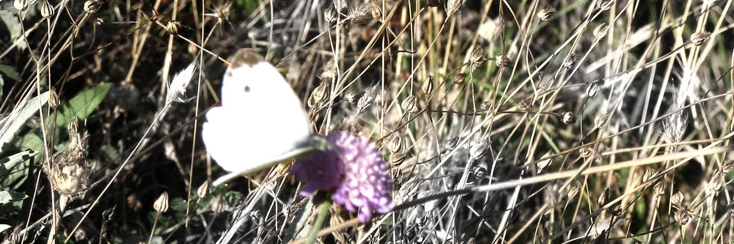 giusyargese's profile banner image