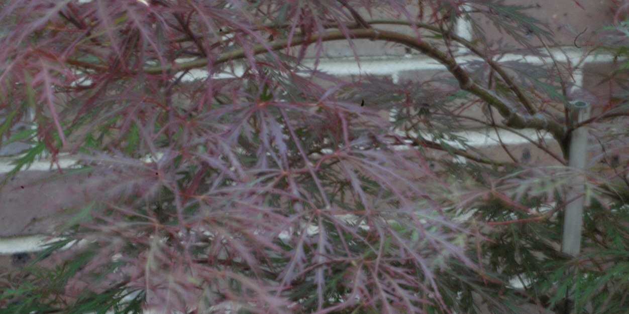 Olivececile's profile banner image