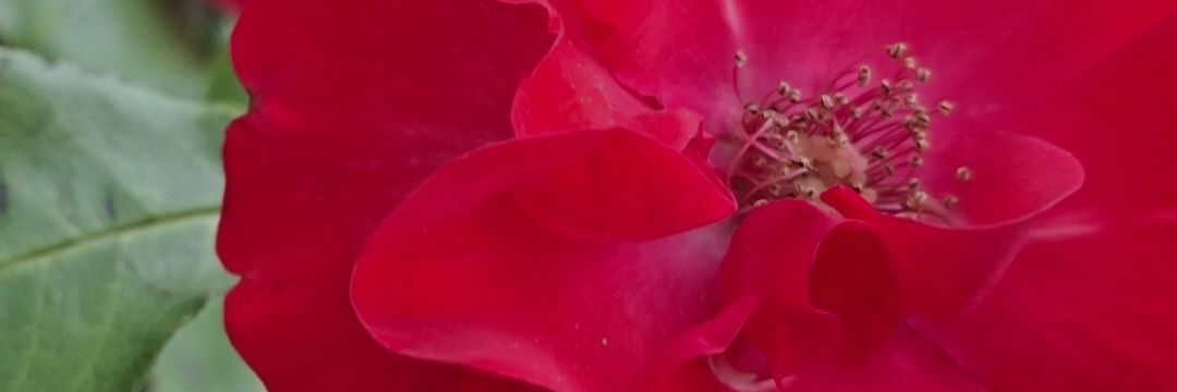 𝑰𝒔𝒂𝒃𝒆𝒍𝒍𝒂 𝑻𝒂𝒎𝒊𝒌𝒂 banner