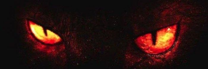 tiger_killers's profile banner image