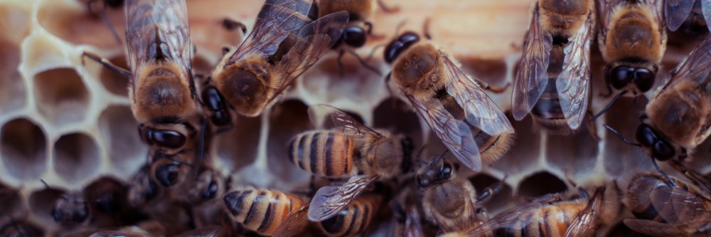 bootstrap bees banner