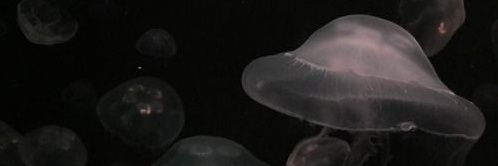 dot banner