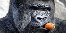 eye95 ن 🇮🇱 banner