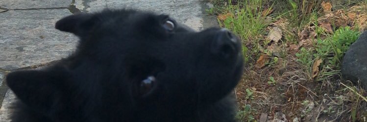 LindsayPecyna's profile banner image