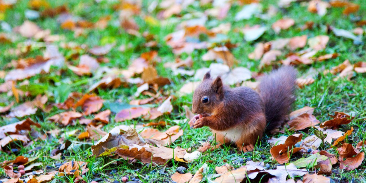 Donna Rutherford banner