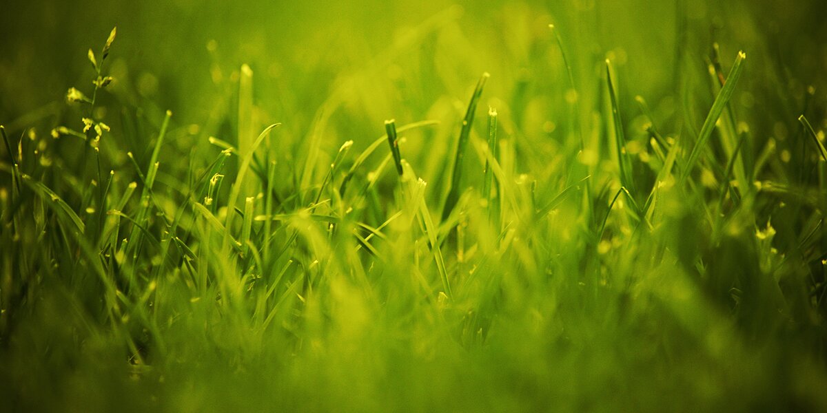 thegreengree's profile banner image