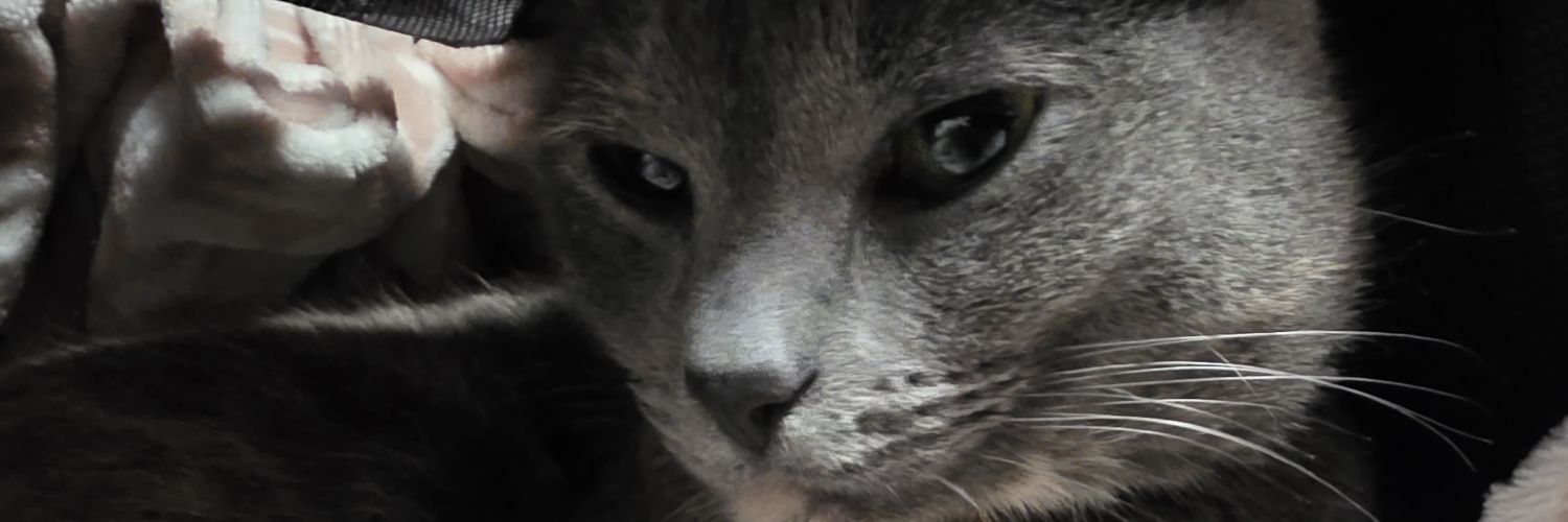 Reigns_XIII's profile banner image