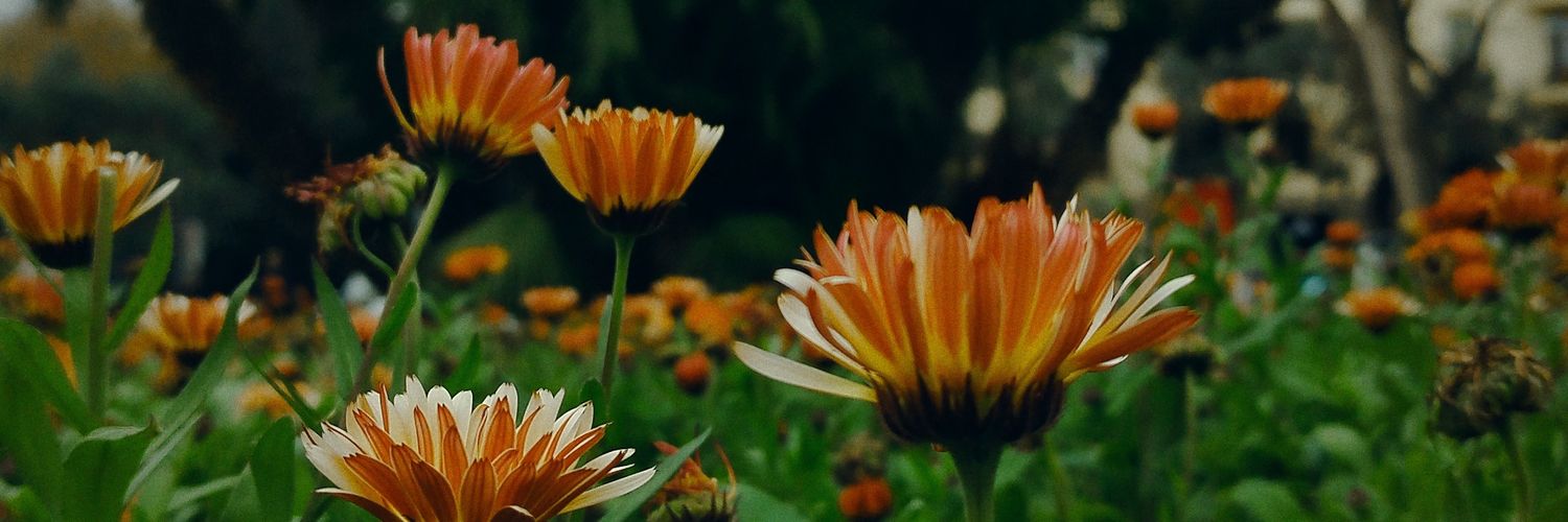 katitosCabrera's profile banner image