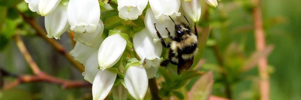 FoodPaths.com banner