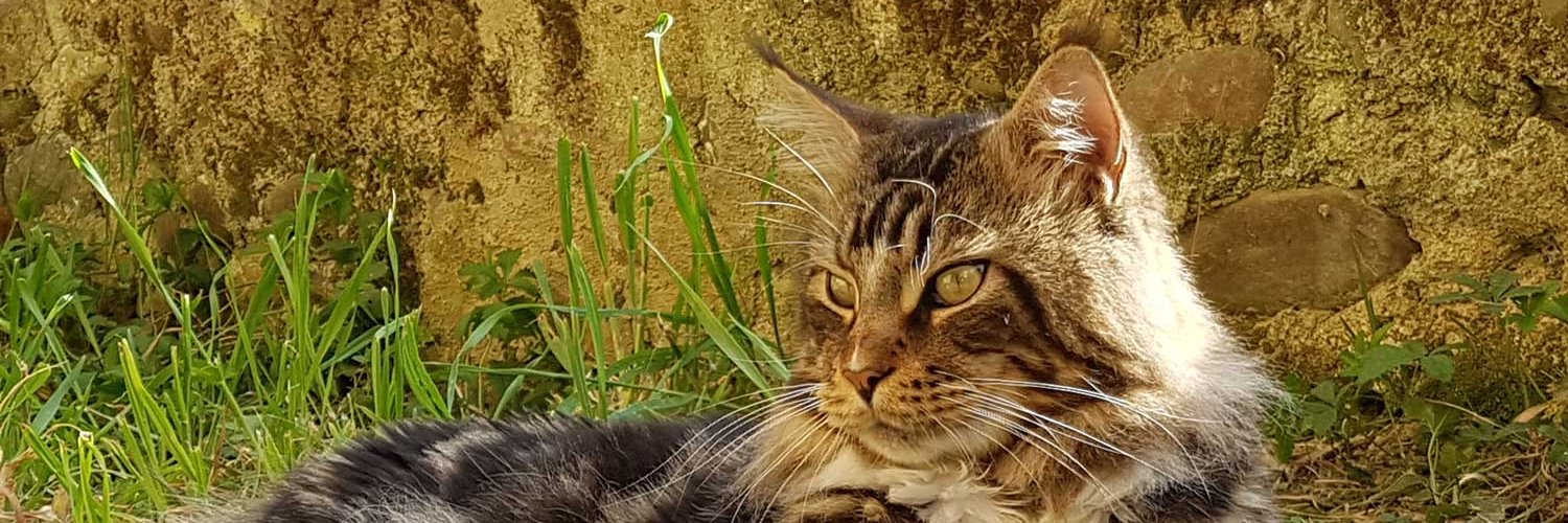 🇫🇷 Abracadabrante banner