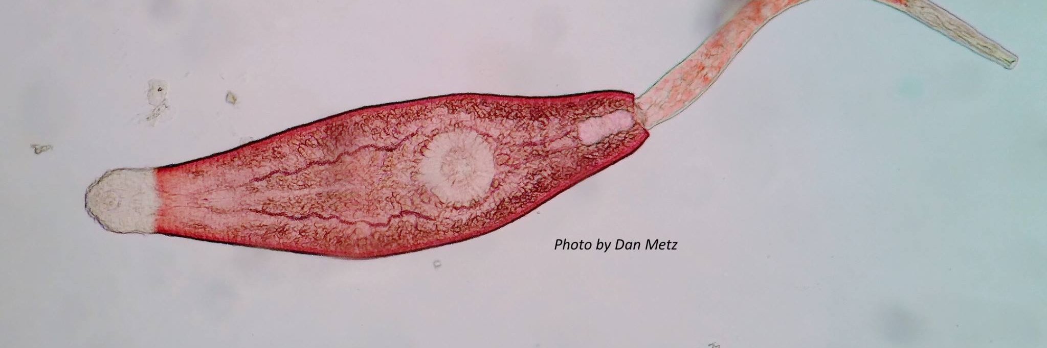 ASP-Parasitologists's banner