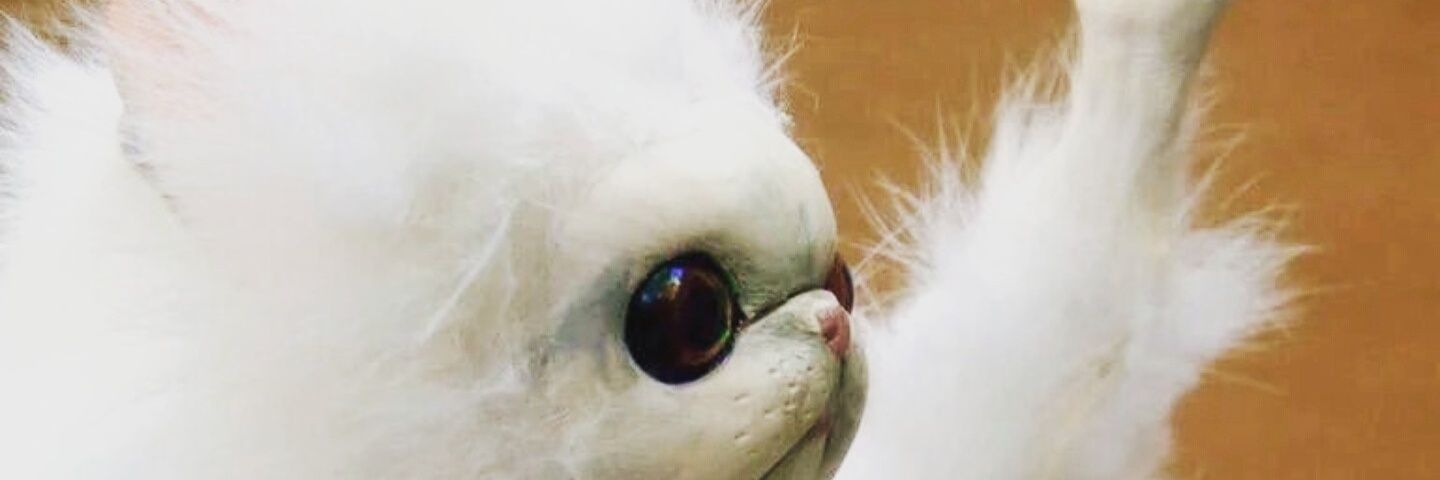 eskibow's profile banner image