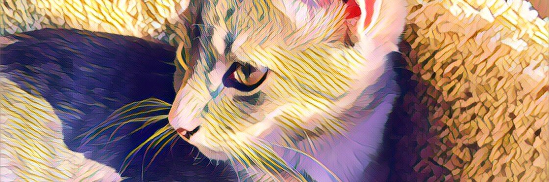 WayofCats's profile banner image