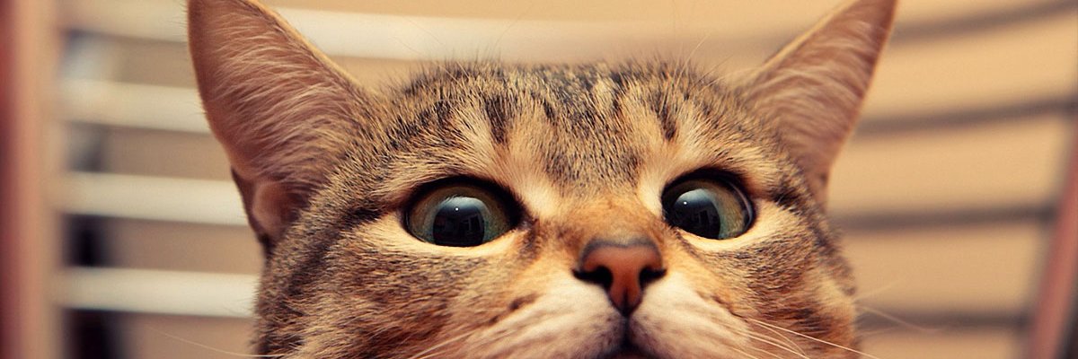 FSteven's profile banner image