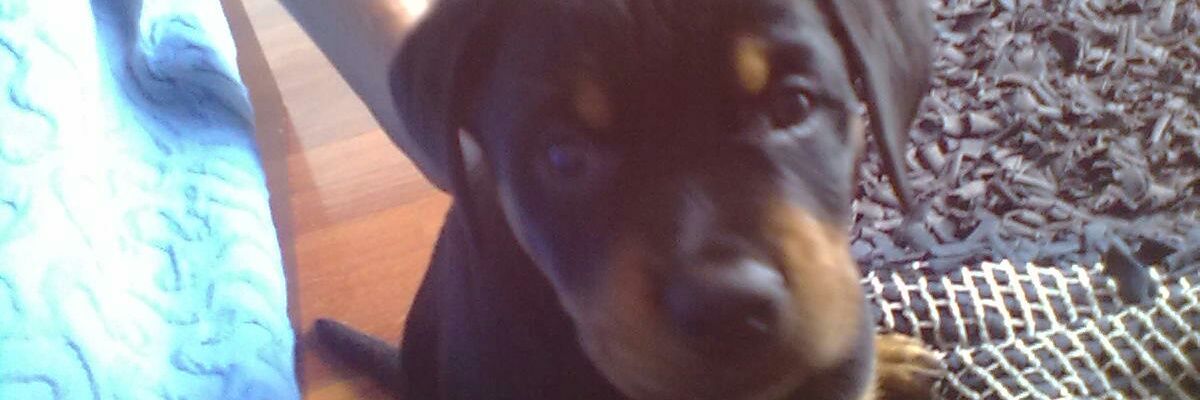 50booboo's profile banner image