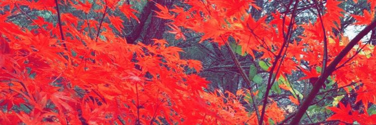 SheriAustin's profile banner image