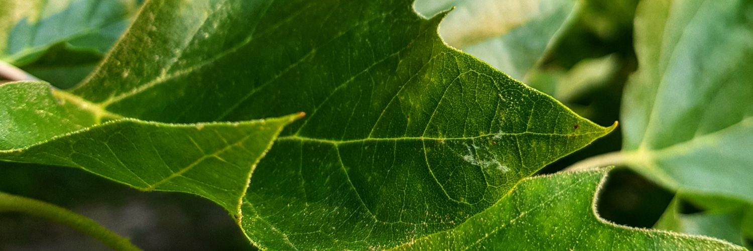 WerschingNet's profile banner image