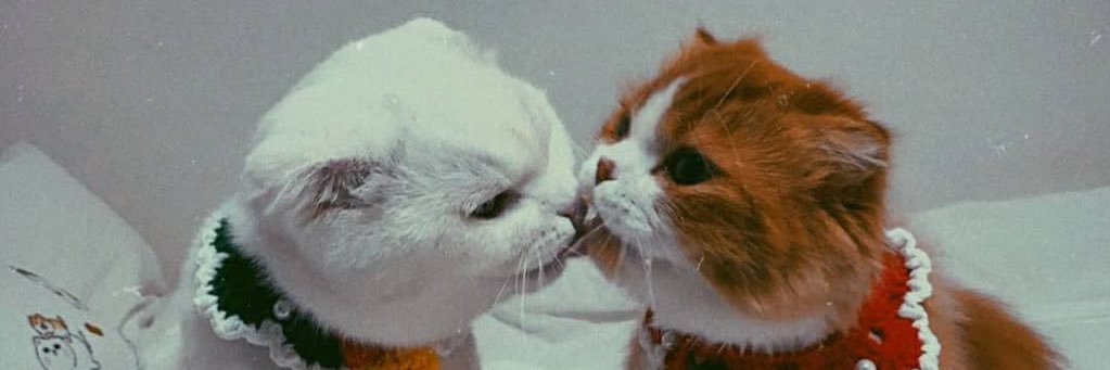 15_Pinzoonn's profile banner image