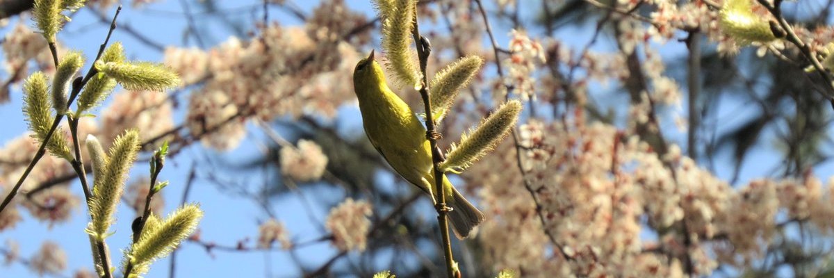 Songbirds as Pollinators: the SaP Project banner