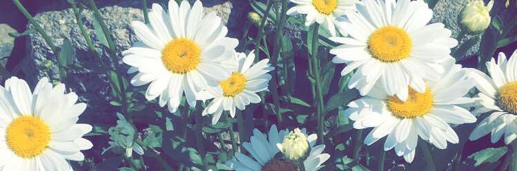 CarolloTraci's profile banner image