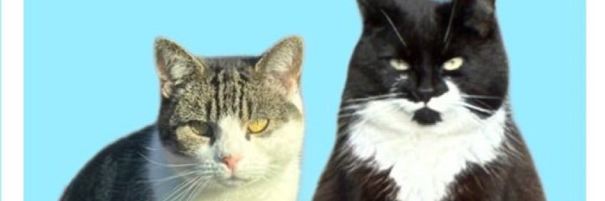 Fluff & Obi say farewell Boycee and Scruffa 🧡💜 banner