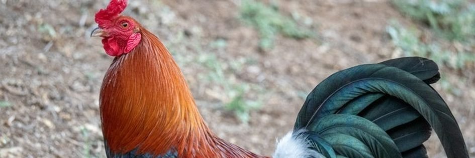 ayamkamp3's profile banner image