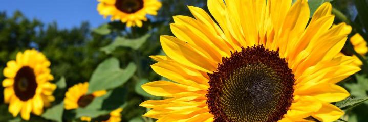 tetzmor_morgan's profile banner image