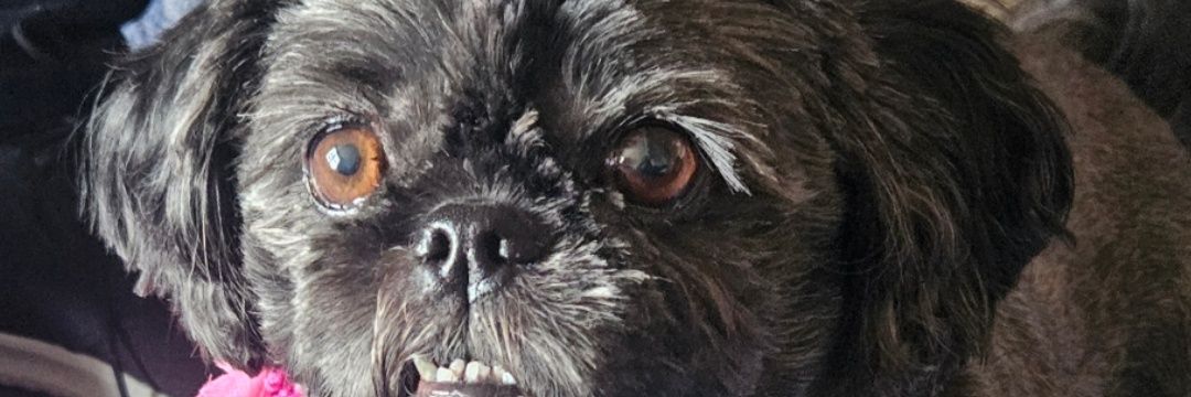 Audrey Whitehead banner