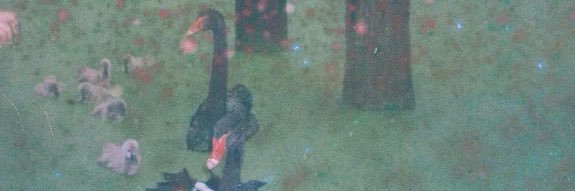 duomolyl's profile banner image