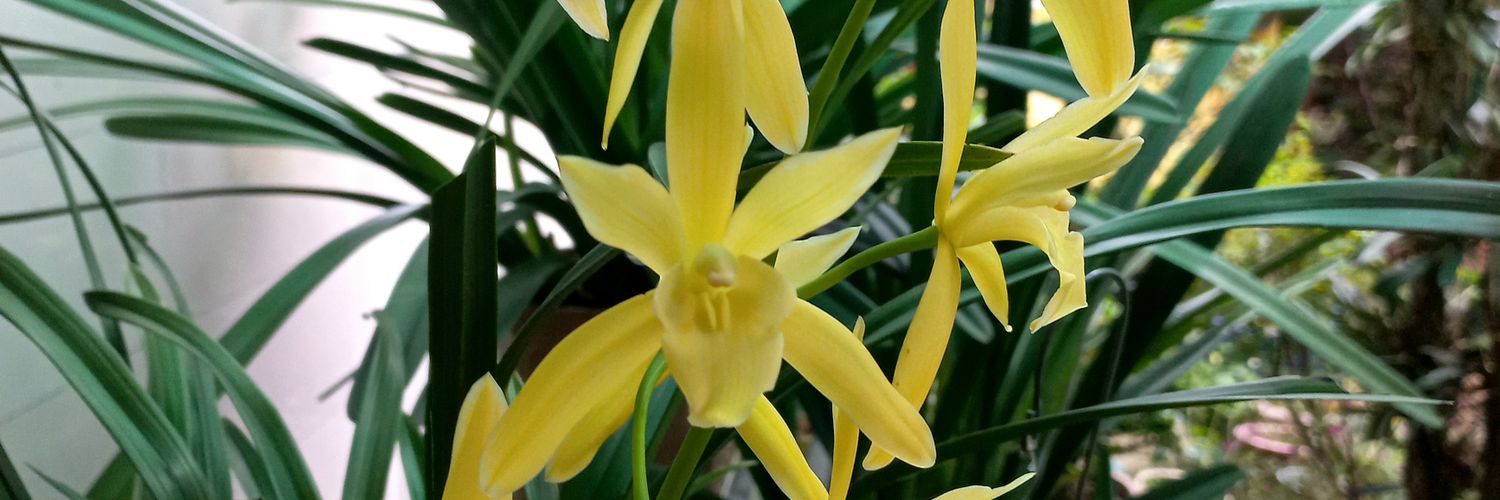 NguyenToan357's profile banner image