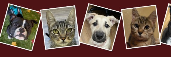 ValleyHumaneSoc's profile banner image
