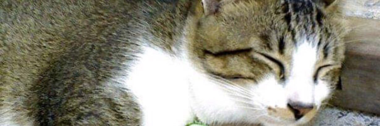 ranishabrinaa's profile banner image