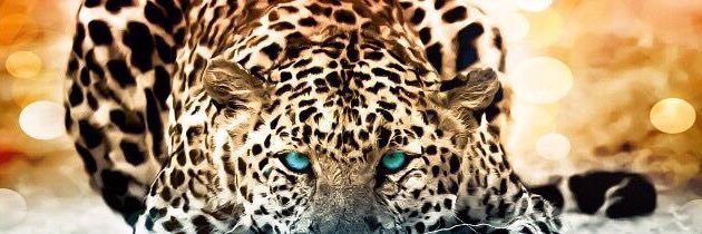 Jaguar______'s profile banner image