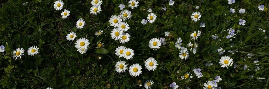 แมวจิ. banner