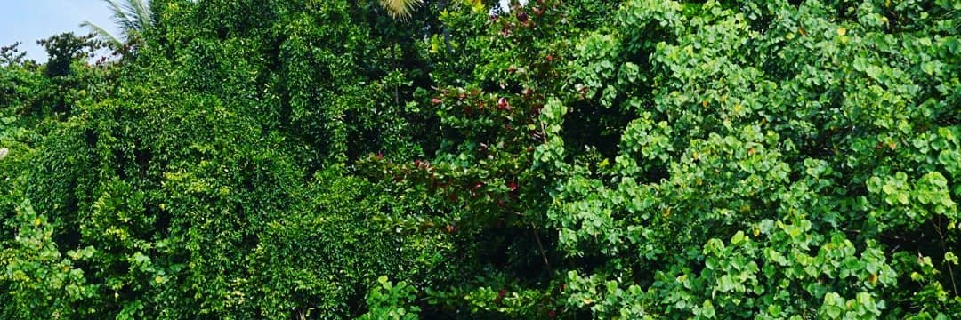 veselovid's profile banner image
