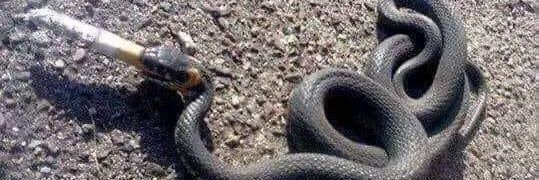 𝕶𝖆𝖎𝖘𝖊𝖗’𝖘 𝖍𝖊𝖑𝖑 banner