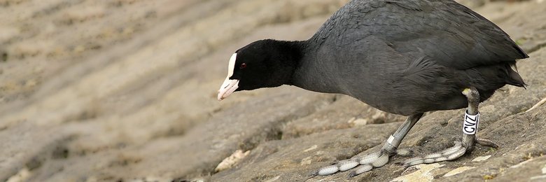 Waterbird Colour-marking Group banner