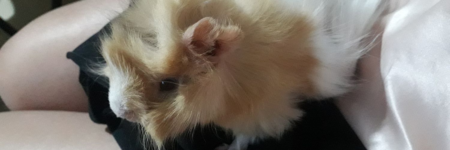 Roffarias7's profile banner image