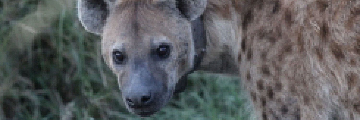 🇺🇲*La Hiena*Conservadora*🇵🇷 banner