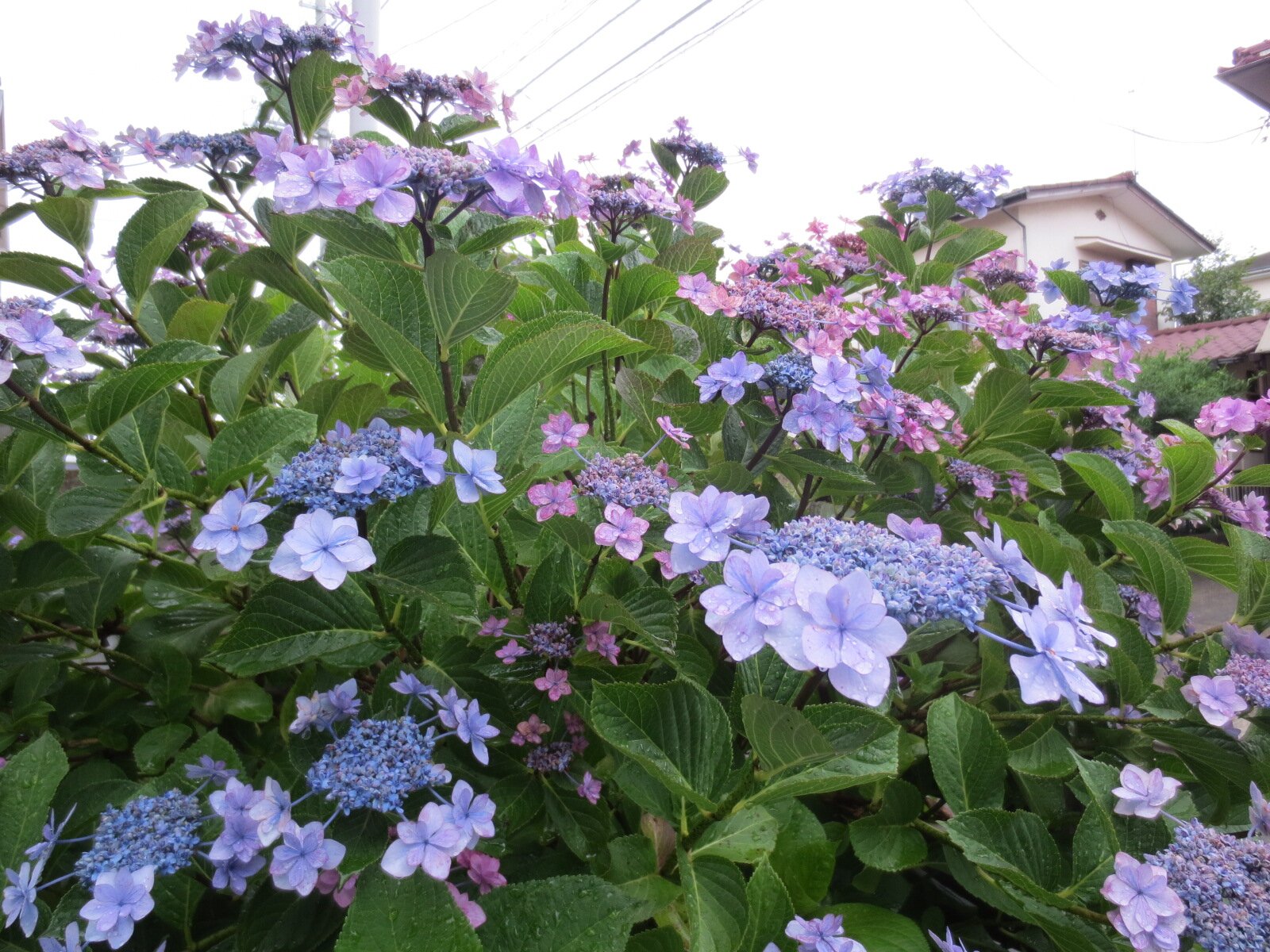 sacchinya_i's profile banner image