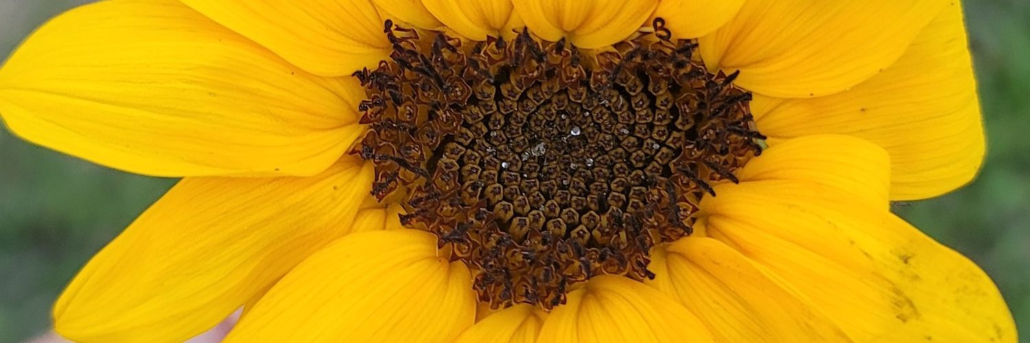 Davis522M's profile banner image