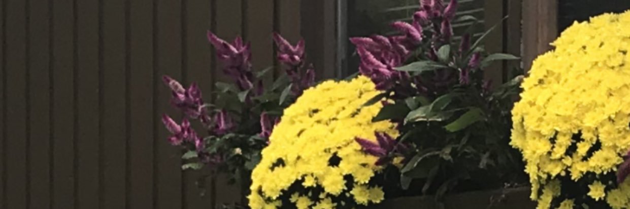 colleenlev's profile banner image