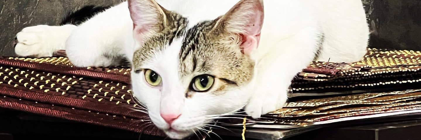 Iambadmel's profile banner image