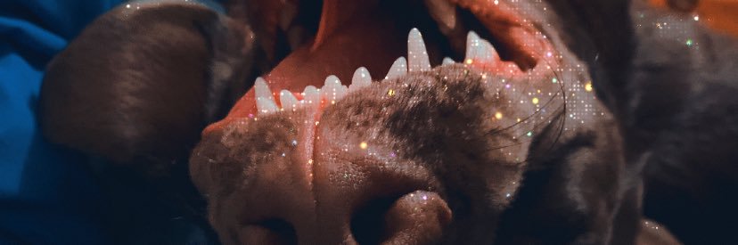 🍤 Vixie Biscuit 🍤 banner