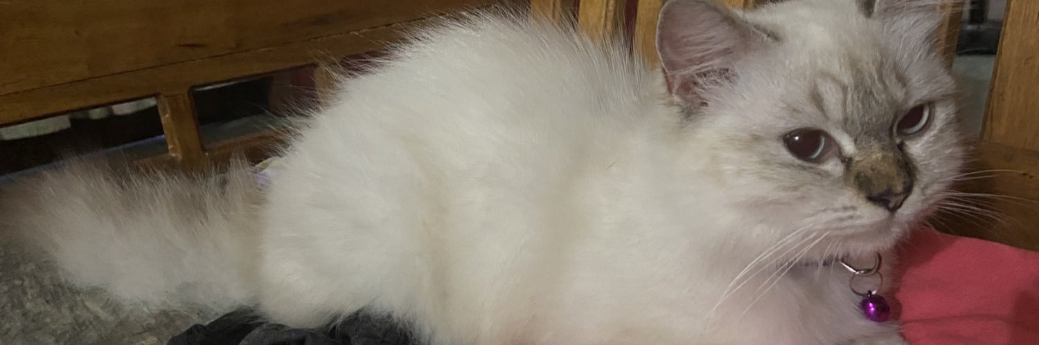 cameeelala's profile banner image