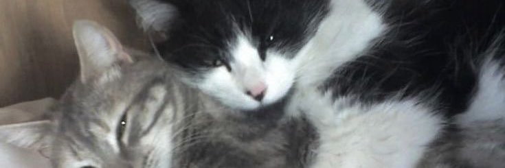 wiispbyy's profile banner image