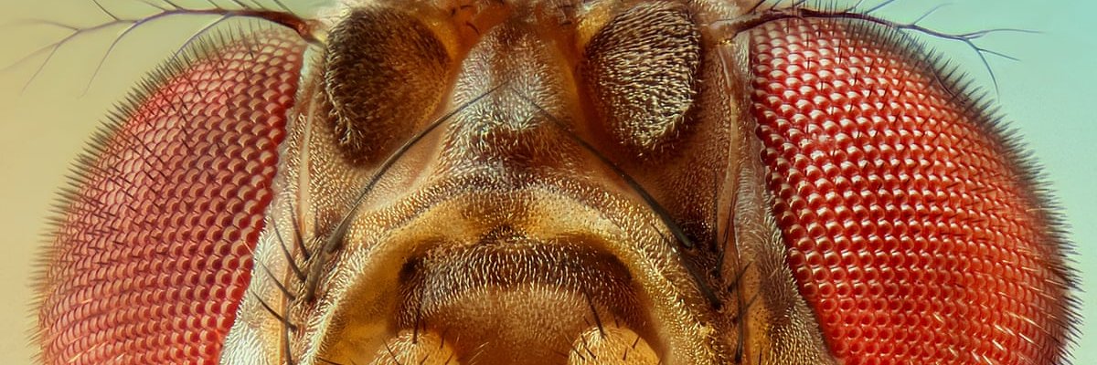 Alexandra Mir Davood Bernal banner