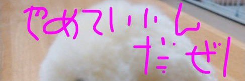 とっとこ‼️ゆり太郎 banner